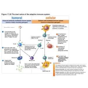 11-adaptive-immunity-31-1024.jpg