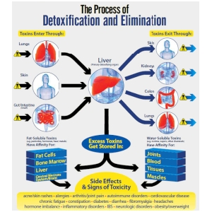 the-process-of-detoxification-and-elimination.jpg