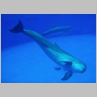 Blue_Dolphin_by_MarinaRedmond.jpg