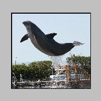 Dolphin_Diving_by_calusa.jpg