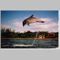 Dolphin_by_L00kitsmary.jpg