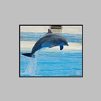 Dolphin_in_Flight__by_cooley.jpg