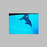 Dolphin_in_Palablu_by_Cringer1980.jpg