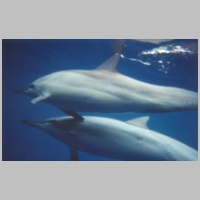 Dolphins2-onSurface-PecTouch.jpg